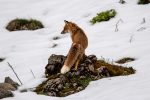 photo46